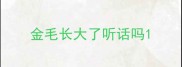 金毛长大了听话吗