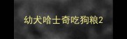幼犬哈士奇吃狗粮