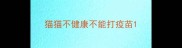 猫猫不健康不能打疫苗