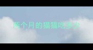 两个月的猫猫吃多少