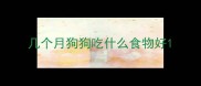 几个月狗狗吃什么食物好