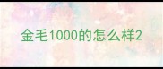 金毛1000的怎么样