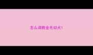 怎么调教金毛幼犬