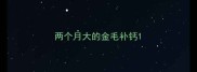 两个月大的金毛补钙
