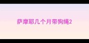 萨摩耶几个月带狗绳