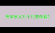 高加索犬几个月变凶猛