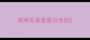 猫咪耳朵里面白色的
