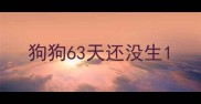 狗狗63天还没生