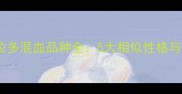 贵宾犬与拉布拉多混血品种全5大相似性格与科学养护指南