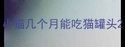 小猫几个月能吃猫罐头