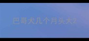 巴哥犬几个月头大