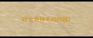 哈士奇掉毛的问题