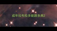 成年拉布拉多能跳多高
