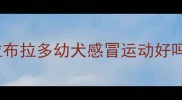 拉布拉多幼犬感冒运动好吗