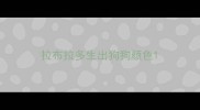 拉布拉多生出狗狗颜色