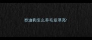 泰迪狗怎么养毛发漂亮