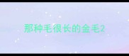 那种毛很长的金毛