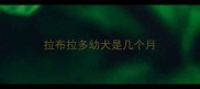 拉布拉多幼犬是几个月