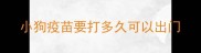 小狗疫苗要打多久可以出门