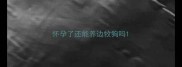 怀孕了还能养边牧狗吗