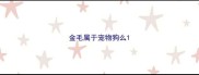金毛属于宠物狗么