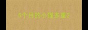 5个月的小猫多重