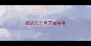 泰迪几个月开始卷毛