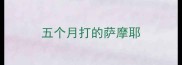五个月打的萨摩耶