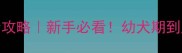 一岁泰迪母犬饲养全攻略新手必看幼犬期到成犬期关键养护指南