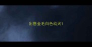出售金毛白色幼犬