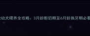 德牧幼犬喂养全攻略3月龄断奶期至6月龄换牙期必看指南