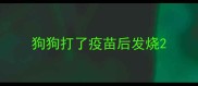 狗狗打了疫苗后发烧