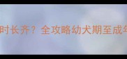 边境牧羊犬牙齿何时长齐全攻略幼犬期至成年的口腔护理要点