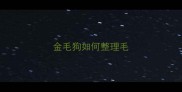 金毛狗如何整理毛
