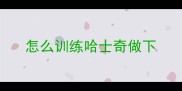 怎么训练哈士奇做下