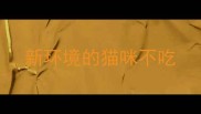新环境的猫咪不吃