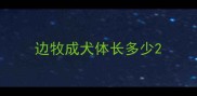 边牧成犬体长多少
