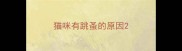 猫咪有跳蚤的原因