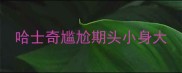 哈士奇尴尬期头小身大