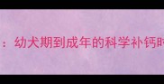 哈士奇补钙全指南幼犬期到成年的科学补钙时间表与注意事项