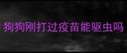 狗狗刚打过疫苗能驱虫吗