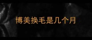 博美换毛是几个月