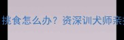 哈士奇八个月挑食怎么办资深训犬师亲授3步矫正法