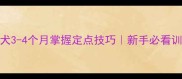 雪纳瑞幼犬3-4个月掌握定点技巧新手必看训练全攻略