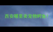 西安哪里卖宠物鳄鱼