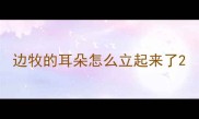 边牧的耳朵怎么立起来了