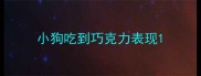 小狗吃到巧克力表现
