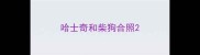 哈士奇和柴狗合照