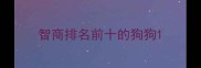 智商排名前十的狗狗