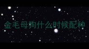金毛母狗什么时候配种